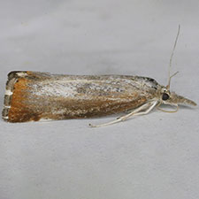 Pediasia truncatellus