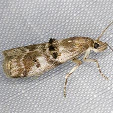 Ortholepis rhodorella