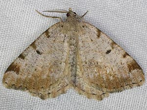 Macaria anataria