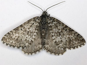 Entephria bradorata