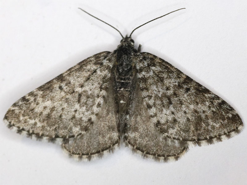 Entephria bradorata