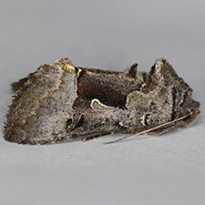 Syngrapha diasema