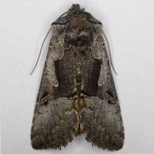 Syngrapha diasema