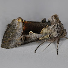 Syngrapha diasema