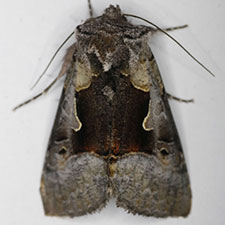 Syngrapha diasema