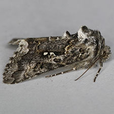 Syngrapha u-aureum