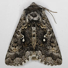Syngrapha u-aureum