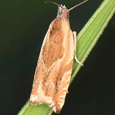 Ancylis maritima