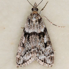 Eudonia vivida