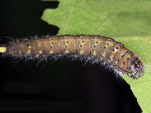 Acronicta innotata