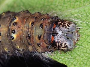 Acronicta innotata