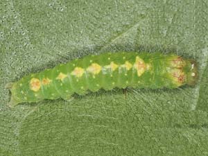 Acronicta innotata