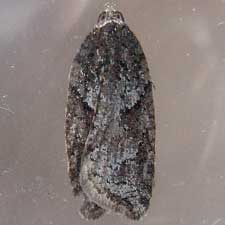 Acleris maccana