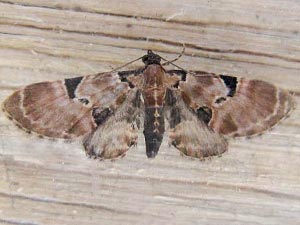 Eupithecia stellata