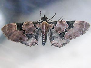 Eupithecia stellata