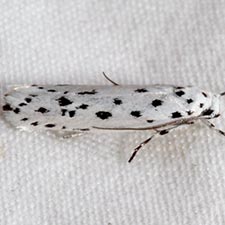 Ethmia apicipunctella