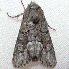 Poolea grandimacula