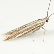 Coleophora bistrigella