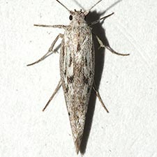 Arotrura longissima