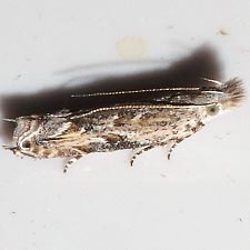 Sophronia roseicrinella