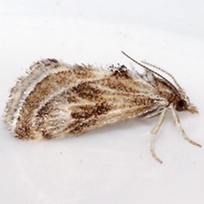 Frechinia criddlealis