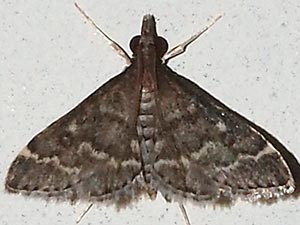 Steniodes declivalis