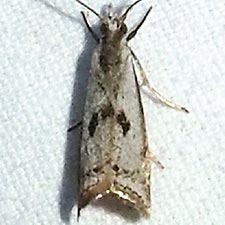 Microcrambus croesus