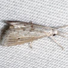 Haimbachia indistinctalis