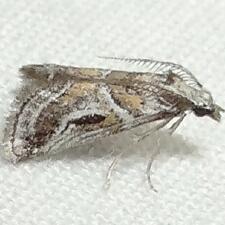 Decaturia pectinalis