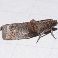 Acrobasis texana