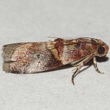 Acrobasis blanchardorum