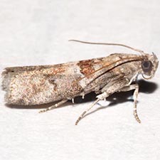 Salebriaria pumilella