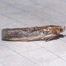 Stylopalpia scobiella