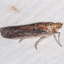 Stylopalpia scobiella