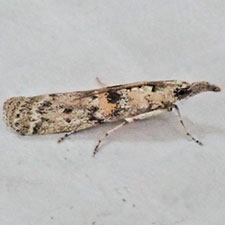 Maricopa lativittella