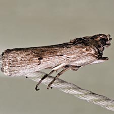 Melitara junctolineella