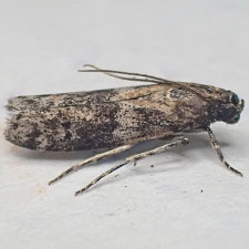 Caudellia nigrella