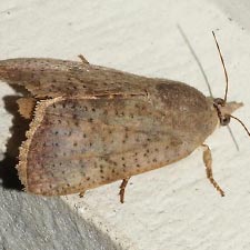 Hyblaea puera