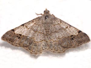 Frederickia nigricomma