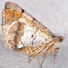 Frederickia nigricomma