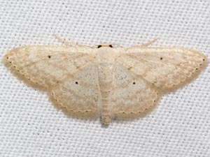 Scopula benitaria