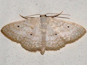 Scopula benitaria