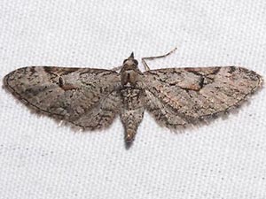 Eupithecia bolterii