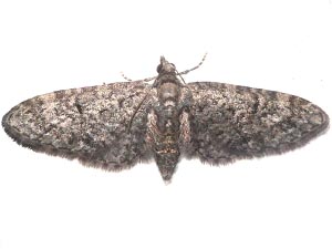 Eupithecia alpinata