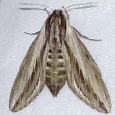 Sphinx vanbuskirki