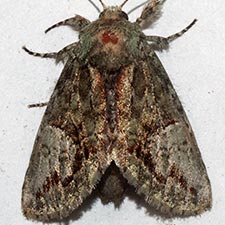 Cecrita belfragei