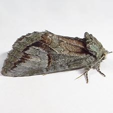 Cecrita belfragei