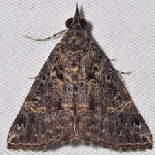 Hypena tenebrosa