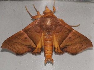 Cecharismena anartoides