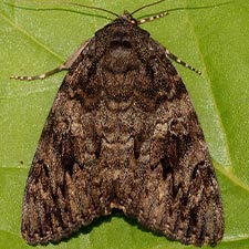 Catocala umbrosa